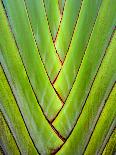 Cactus Species Echinocactus Grusonii, Golden Barrel Cactus-Satakorn-Photographic Print