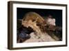 Satanic Leaf-Tailed Gecko / Uroplatus Phantasticus-reptiles4all-Framed Photographic Print