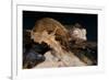 Satanic Leaf-Tailed Gecko / Uroplatus Phantasticus-reptiles4all-Framed Photographic Print