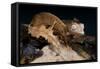 Satanic Leaf-Tailed Gecko / Uroplatus Phantasticus-reptiles4all-Framed Stretched Canvas