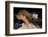 Satanic Leaf-Tailed Gecko / Uroplatus Phantasticus-reptiles4all-Framed Photographic Print