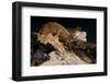 Satanic Leaf-Tailed Gecko / Uroplatus Phantasticus-reptiles4all-Framed Photographic Print