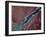 Satellite Image of Gastineau Channel and Juneau, Alaska-Stocktrek Images-Framed Photographic Print