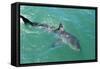 Satellite Tagged Great White Shark (Carcharodon Carcharias)-Louise Murray-Framed Stretched Canvas