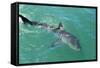 Satellite Tagged Great White Shark (Carcharodon Carcharias)-Louise Murray-Framed Stretched Canvas