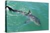 Satellite Tagged Great White Shark (Carcharodon Carcharias)-Louise Murray-Stretched Canvas