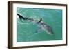 Satellite Tagged Great White Shark (Carcharodon Carcharias)-Louise Murray-Framed Photographic Print