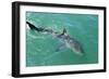 Satellite Tagged Great White Shark (Carcharodon Carcharias)-Louise Murray-Framed Photographic Print