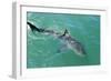 Satellite Tagged Great White Shark (Carcharodon Carcharias)-Louise Murray-Framed Photographic Print