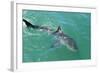 Satellite Tagged Great White Shark (Carcharodon Carcharias)-Louise Murray-Framed Photographic Print