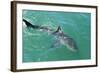 Satellite Tagged Great White Shark (Carcharodon Carcharias)-Louise Murray-Framed Photographic Print