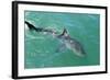 Satellite Tagged Great White Shark (Carcharodon Carcharias)-Louise Murray-Framed Photographic Print