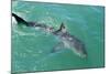 Satellite Tagged Great White Shark (Carcharodon Carcharias)-Louise Murray-Mounted Photographic Print