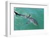 Satellite Tagged Great White Shark (Carcharodon Carcharias)-Louise Murray-Framed Photographic Print