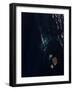 Satellite View of a New Island Forming in the Red Sea-null-Framed Photographic Print