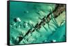 Satellite view of cays in North Atlantic Ocean, Bahamas-null-Framed Stretched Canvas