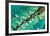 Satellite view of cays in North Atlantic Ocean, Bahamas-null-Framed Photographic Print