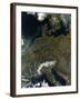 Satellite View of Central Europe-null-Framed Photographic Print
