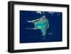 Satellite view of Crooked Island, Bahamas-null-Framed Photographic Print