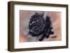 Satellite view of desert area, New Valley Governorate, Egypt,-null-Framed Photographic Print