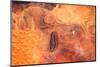 Satellite view of desert area, Tamanrasset, Algeria-null-Mounted Photographic Print