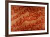 Satellite view of desert in Dhofar Governorate, Oman-null-Framed Photographic Print