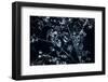 Satellite view of Disneyworld, Orlando, Florida, USA-null-Framed Photographic Print