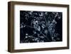 Satellite view of Disneyworld, Orlando, Florida, USA-null-Framed Premium Photographic Print