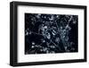 Satellite view of Disneyworld, Orlando, Florida, USA-null-Framed Premium Photographic Print