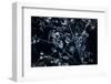 Satellite view of Disneyworld, Orlando, Florida, USA-null-Framed Premium Photographic Print