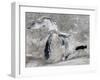 Satellite View of Ice on the Great Lakes, United States-null-Framed Photographic Print