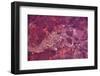 Satellite view of Lake Carnegie, Little Sandy Desert, Western Australia, Australia-null-Framed Photographic Print