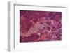 Satellite view of Lake Carnegie, Little Sandy Desert, Western Australia, Australia-null-Framed Photographic Print