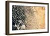 Satellite view of Lake Chad near Diffa, Niger-null-Framed Photographic Print