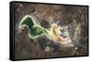 Satellite view of Lake Urmia in East Azerbaijan, Iran-null-Framed Stretched Canvas