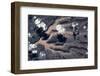 Satellite view of landscape, Borkou, Chad-null-Framed Photographic Print