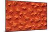 Satellite view of Murzuk Desert, Libya-null-Mounted Photographic Print