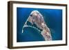 Satellite view of Nantucket Island, Cape Coad, Massachusetts, USA-null-Framed Photographic Print