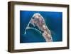 Satellite view of Nantucket Island, Cape Coad, Massachusetts, USA-null-Framed Photographic Print