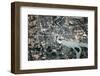 Satellite view of Niagara Falls, New York-Ontario, USA-Canada-null-Framed Photographic Print