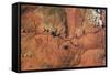 Satellite view of Novajo Nation Reservation and Lake Powell, Grand Canyon, Arizona, USA-null-Framed Stretched Canvas