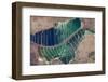 Satellite view of salt evaporation ponds in Jordan-Israel border-null-Framed Photographic Print