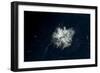 Satellite view of snow covered Mount Rainier, Mt Rainier National Park, Washington State, USA-null-Framed Photographic Print