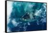 Satellite view of West Grand Bahama and Atlantic Ocean, Bahamas-null-Framed Stretched Canvas