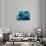 Satellite view of West Grand Bahama and Atlantic Ocean, Bahamas-null-Stretched Canvas displayed on a wall