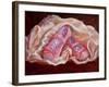 Satin and Velvet, 2011-Lee Campbell-Framed Giclee Print