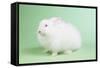 Satin Angora Rabbit-Lynn M^ Stone-Framed Stretched Canvas