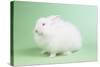 Satin Angora Rabbit-Lynn M^ Stone-Stretched Canvas