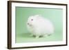 Satin Angora Rabbit-Lynn M^ Stone-Framed Photographic Print