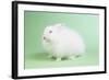 Satin Angora Rabbit-Lynn M^ Stone-Framed Photographic Print